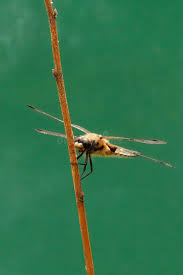 Attēlu rezultāti vaicājumam “Libellula quadrimaculata”