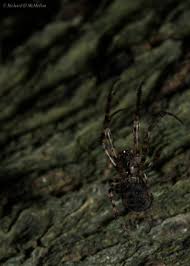 Attēlu rezultāti vaicājumam “Metellina merianae”