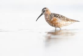 Attēlu rezultāti vaicājumam “Calidris ferruginea adult”