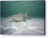 Image result for Negaprion acutidens