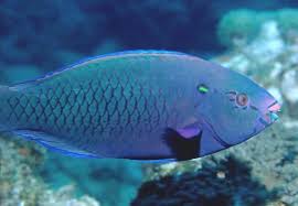 Image result for Scarus niger