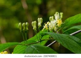 Attēlu rezultāti vaicājumam “Lonicera xylosteum flower”