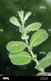 Attēlu rezultāti vaicājumam “Salix aurita leaf”