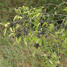 Attēlu rezultāti vaicājumam “Rhamnus cathartica fruit”