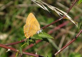 Attēlu rezultāti vaicājumam “Thecla betulae female”