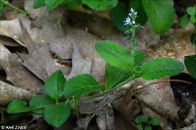 Image result for Veronica officinalis