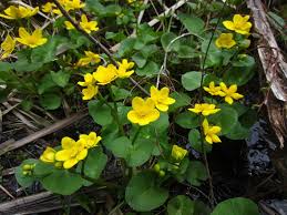 Attēlu rezultāti vaicājumam “Carex globularis flower”