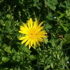 Attēlu rezultāti vaicājumam “Tragopogon pratensis subsp. pratensis”