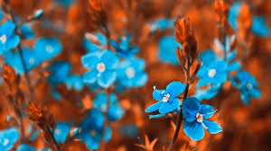 Attēlu rezultāti vaicājumam “Veronica chamaedrys flower”