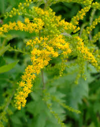 Attēlu rezultāti vaicājumam “Solidago virgaurea leaf”
