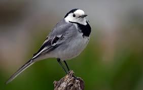 Attēlu rezultāti vaicājumam “Motacillidae”