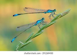 Attēlu rezultāti vaicājumam “Lestidae”