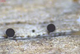 Attēlu rezultāti vaicājumam “Enerthenema papillatum spores”