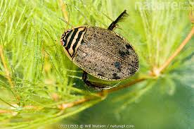 Attēlu rezultāti vaicājumam “Acilius sulcatus female”