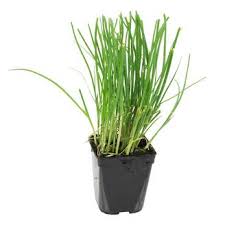 Résultat de recherche d'images pour "Allium fistulosum"