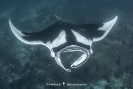 Image result for Mobula birostris