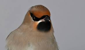 Attēlu rezultāti vaicājumam “Bombycilla garrulus adult”
