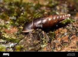 Attēlu rezultāti vaicājumam “Clausiliidae”