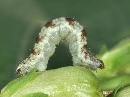 Attēlu rezultāti vaicājumam “Eupithecia linariata”