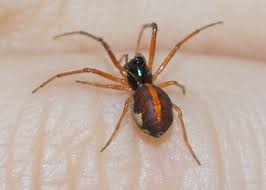 Attēlu rezultāti vaicājumam “Tetragnathidae”