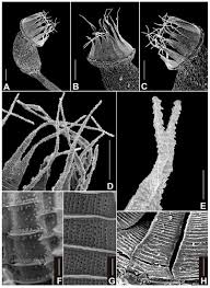 Attēlu rezultāti vaicājumam “Dicranella staphylina macro”