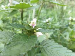 Image result for Galeopsis segetum