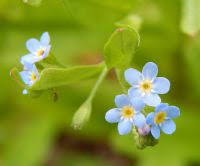 Attēlu rezultāti vaicājumam “Myosotis laxa subsp. baltica leaf”
