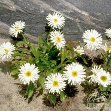 Image result for Aster alpinus