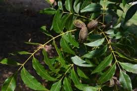 Attēlu rezultāti vaicājumam “Carya”