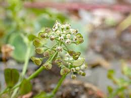 Attēlu rezultāti vaicājumam “Teesdalia nudicaulis”