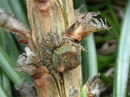 Attēlu rezultāti vaicājumam “Gibbaranea gibbosa”