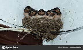 Attēlu rezultāti vaicājumam “Hirundo rustica nest”