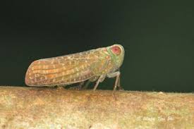 Attēlu rezultāti vaicājumam “Auchenorrhyncha”