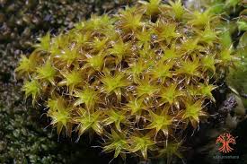 Attēlu rezultāti vaicājumam “Syntrichia ruralis var. ruralis”