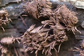 Attēlu rezultāti vaicājumam “Stemonitis fusca plasmodium”