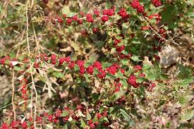 Image result for chenopodium foliosum