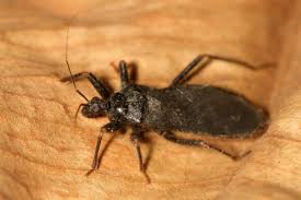 Attēlu rezultāti vaicājumam “Reduvius personatus”