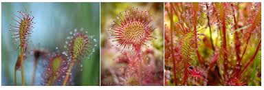 Attēlu rezultāti vaicājumam “Drosera anglica flower”