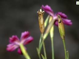 Attēlu rezultāti vaicājumam “Dianthus deltoides bud”
