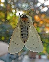 Attēlu rezultāti vaicājumam “Diaphora mendica female”