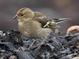 Attēlu rezultāti vaicājumam “Fringilla coelebs female”