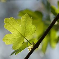 Attēlu rezultāti vaicājumam “Acer campestre leaf”