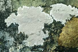 Attēlu rezultāti vaicājumam “Leucogyrophana sororia”