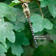 Attēlu rezultāti vaicājumam “Aeshna mixta female”