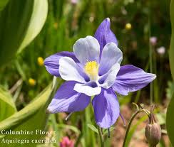 Image result for Aquilegia caerulea