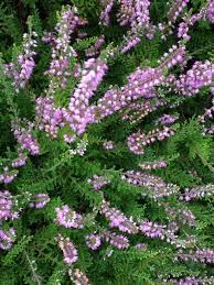Attēlu rezultāti vaicājumam “Calluna vulgaris leaf”