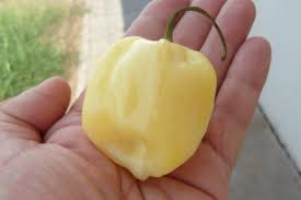 Afbeeldingsresultaat voor white habanero hot pepper