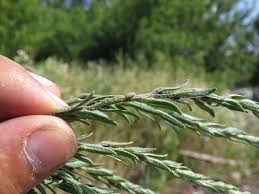 Attēlu rezultāti vaicājumam “Corispermum hyssopifolium”