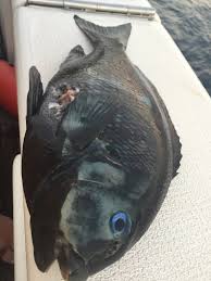 Image result for Cymatoceps nasutus