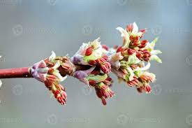 Attēlu rezultāti vaicājumam “Acer negundo bud”